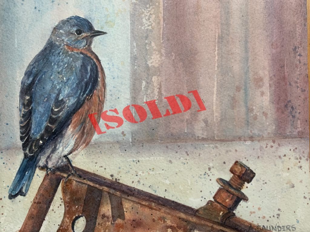 Eastern Bluebird (Arlene Saunders)