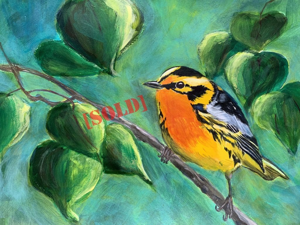 Blackburnian Warbler (Fran Turner)