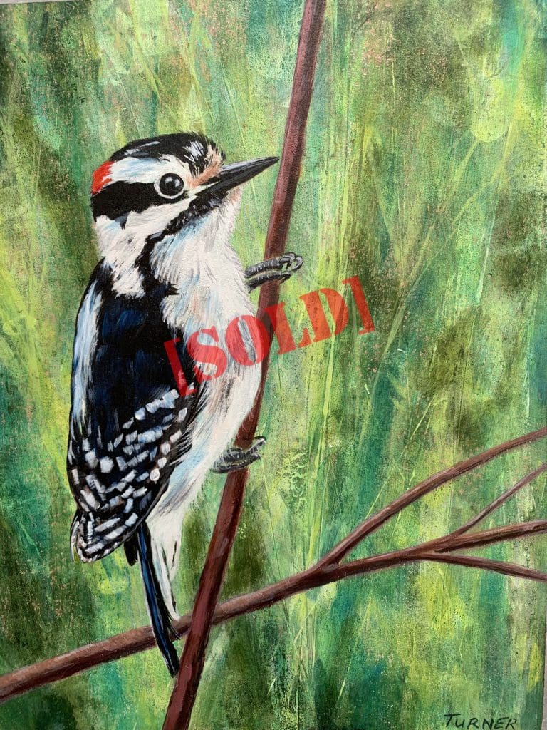 Downy Woodpecker (Fran Turner)