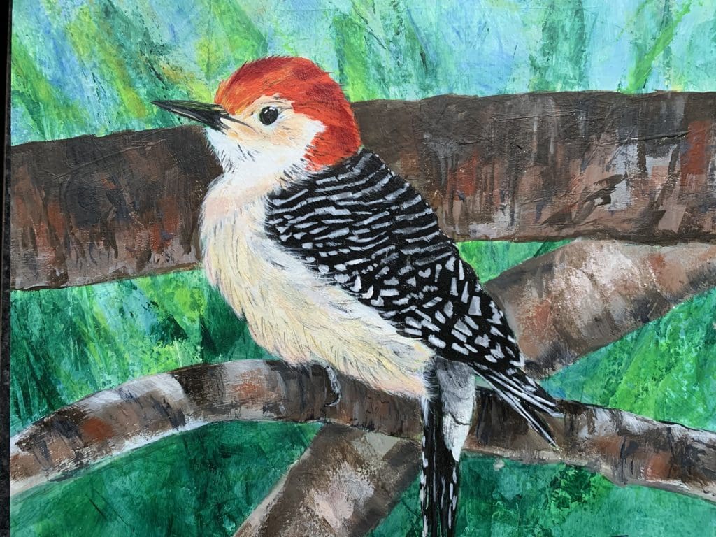 Red-Bellied Woodpecker (Fran Turner)