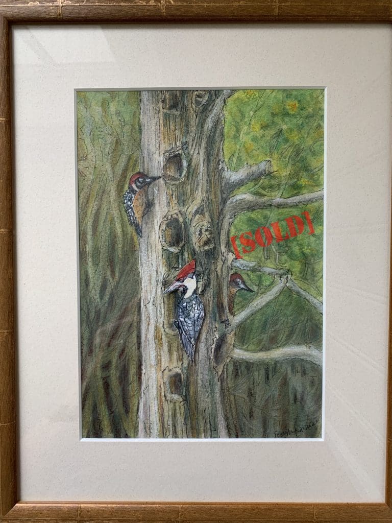 Woodpecker High Rise (Jane McNamee)