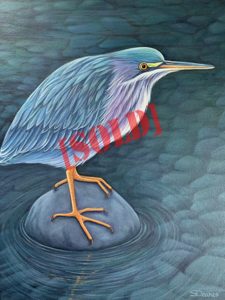 Green Heron (Sue Davies)