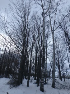backyard-nature-identifying-trees-in-winter picture 1