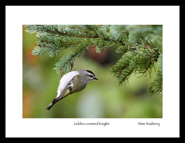 Golden-Crowned Kinglet by Peter Rasberry