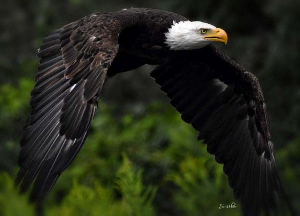 Majestic by Sandi Holst