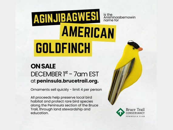 Bird Ornament Sale - Live December 1st